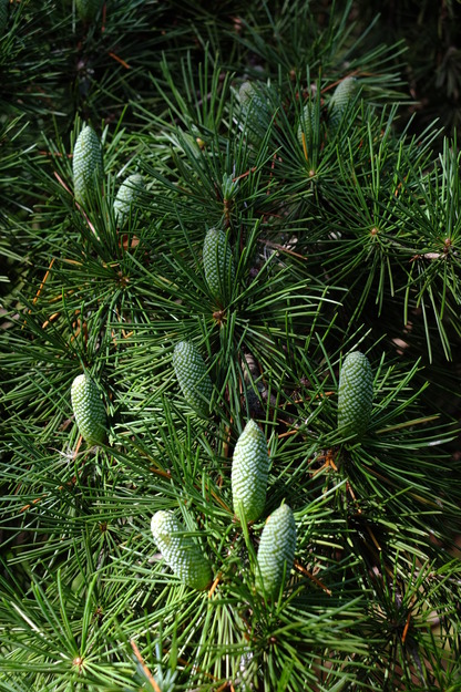 September close-up photo