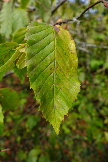 September close-up photo