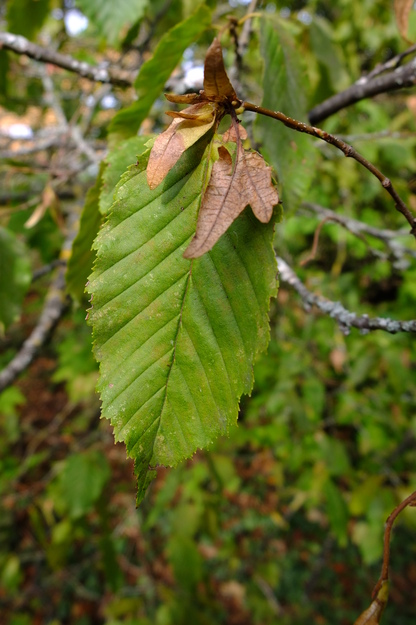 September close-up photo