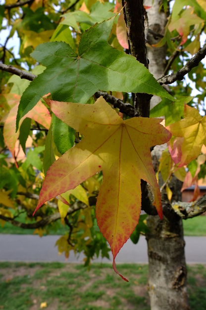 September close-up photo