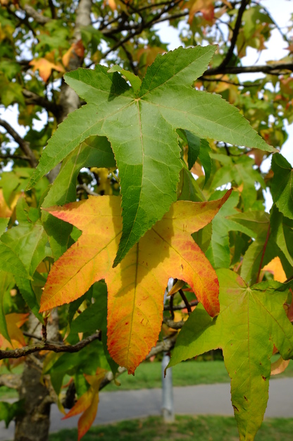 September close-up photo