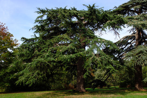 Wessex Way tree photo