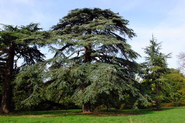 September tree photo