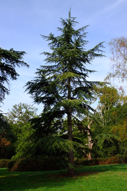 September tree photo