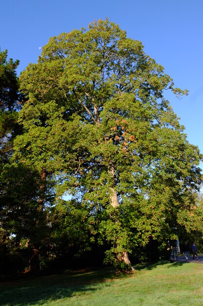 October tree photo