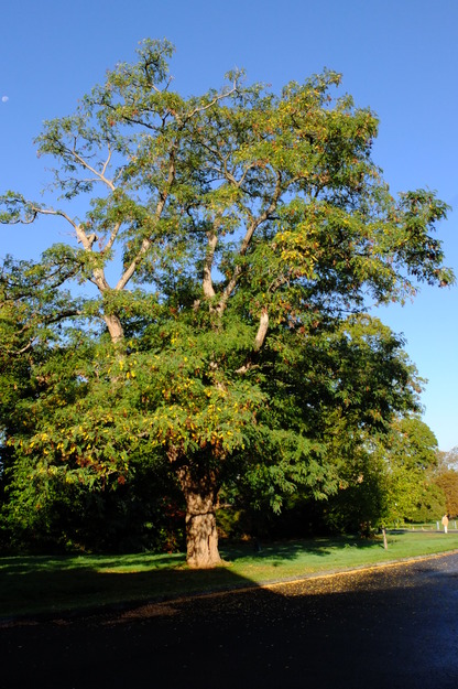 Chancellor's West tree photo