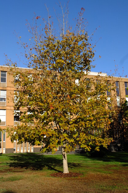 October tree photo