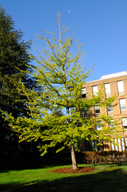 October tree photo