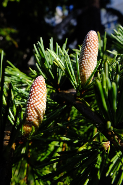 October close-up photo