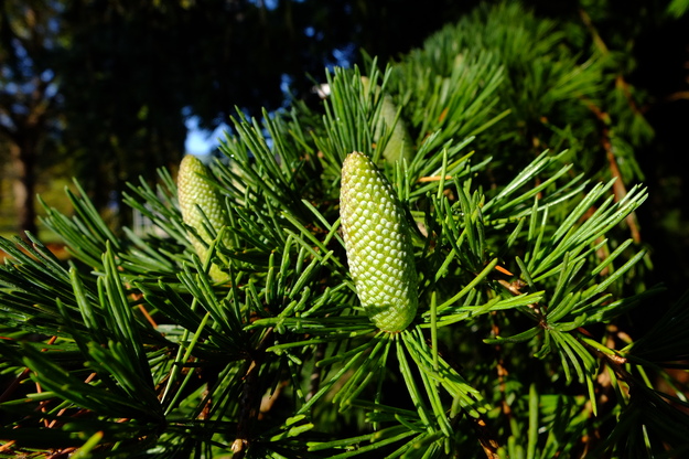 October close-up photo