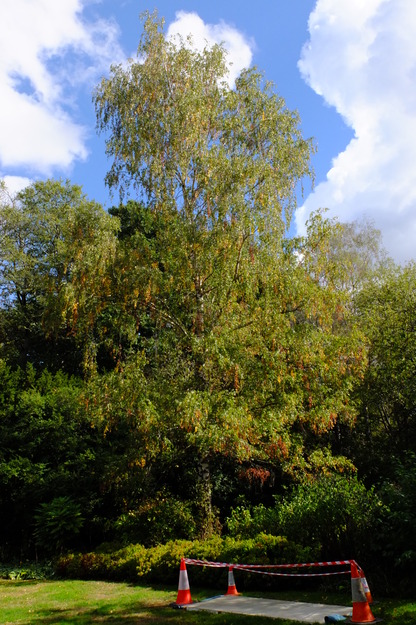 Photo of Betula pendula