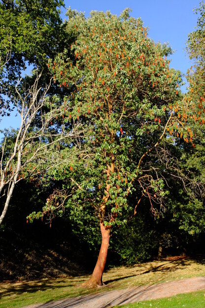 October tree photo