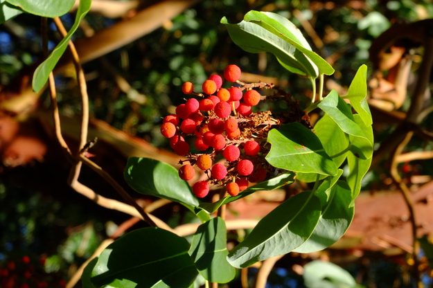October close-up photo
