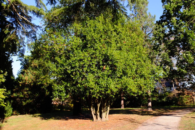 October tree photo