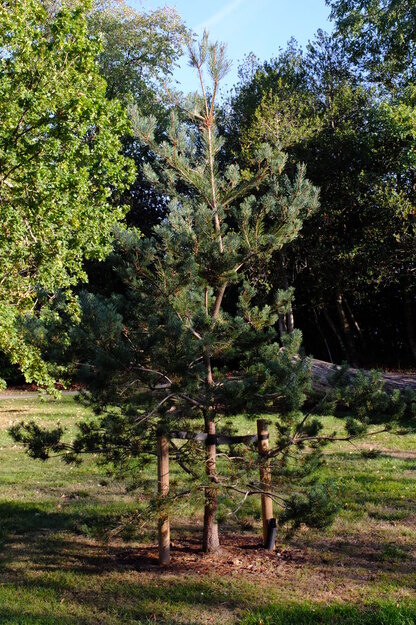 Harris Garden tree photo