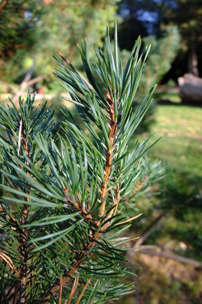 October close-up photo