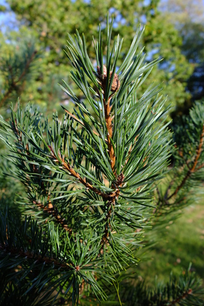 October close-up photo