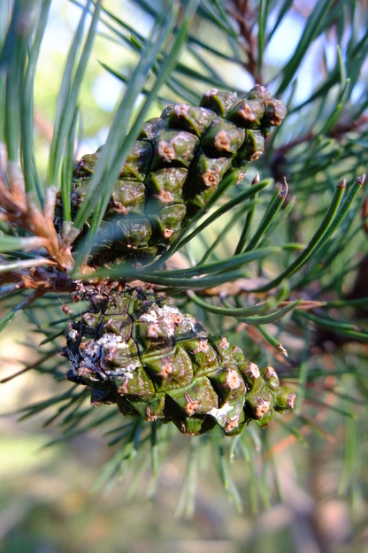 October close-up photo