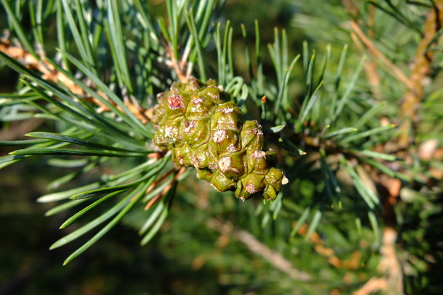 October close-up photo