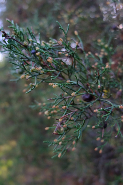 October close-up photo