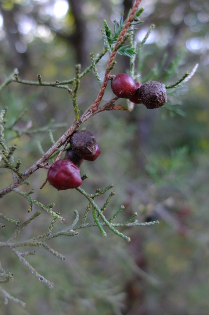 October close-up photo