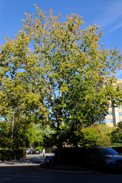 Tower South tree photo