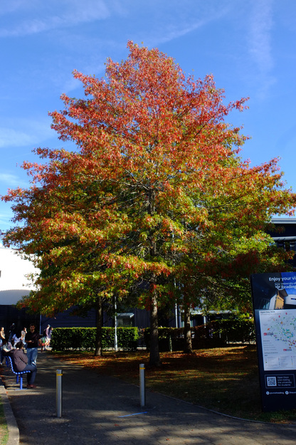 October tree photo