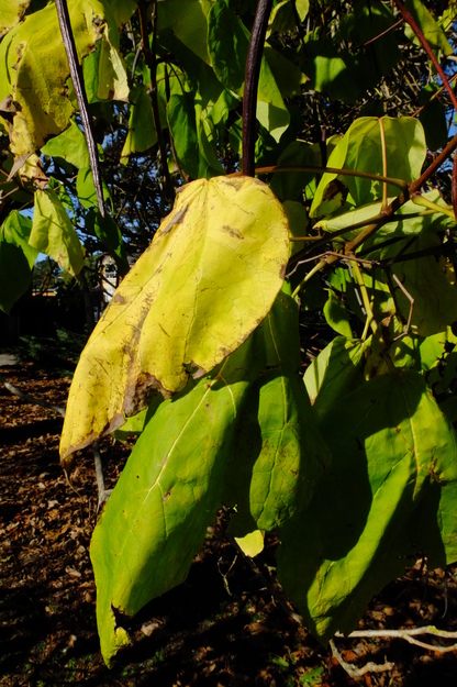 October close-up photo