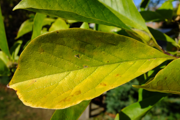 October close-up photo