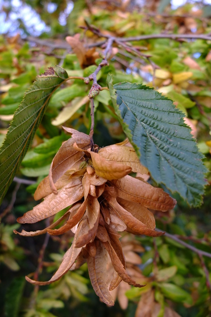 October close-up photo