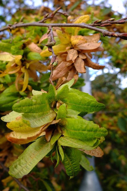October close-up photo