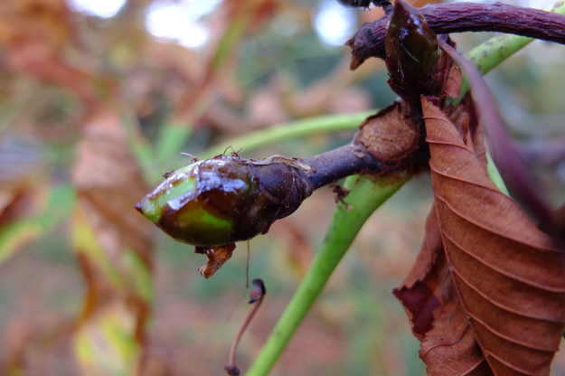 October close-up photo