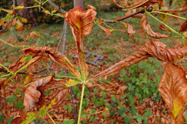 October close-up photo