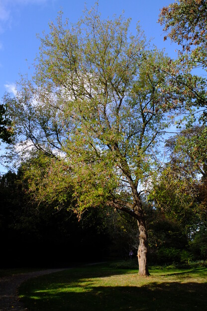 Photo of Acer negundo