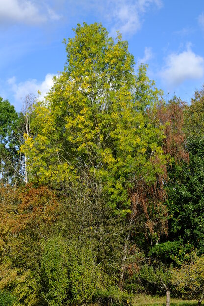 Harris Garden tree photo