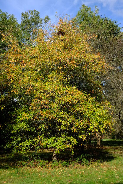 October tree photo