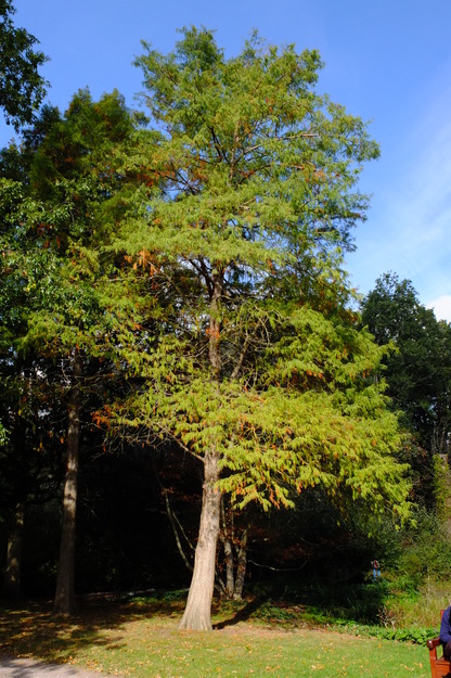October tree photo