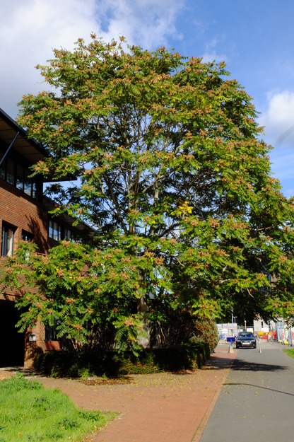 Harry Pitt East tree photo