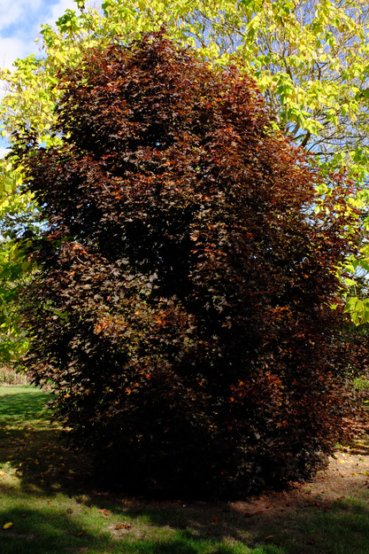 Photo of Acer platanoides cultivar