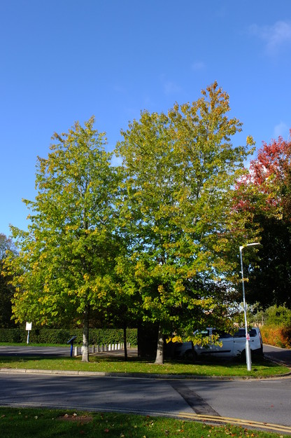 October tree photo