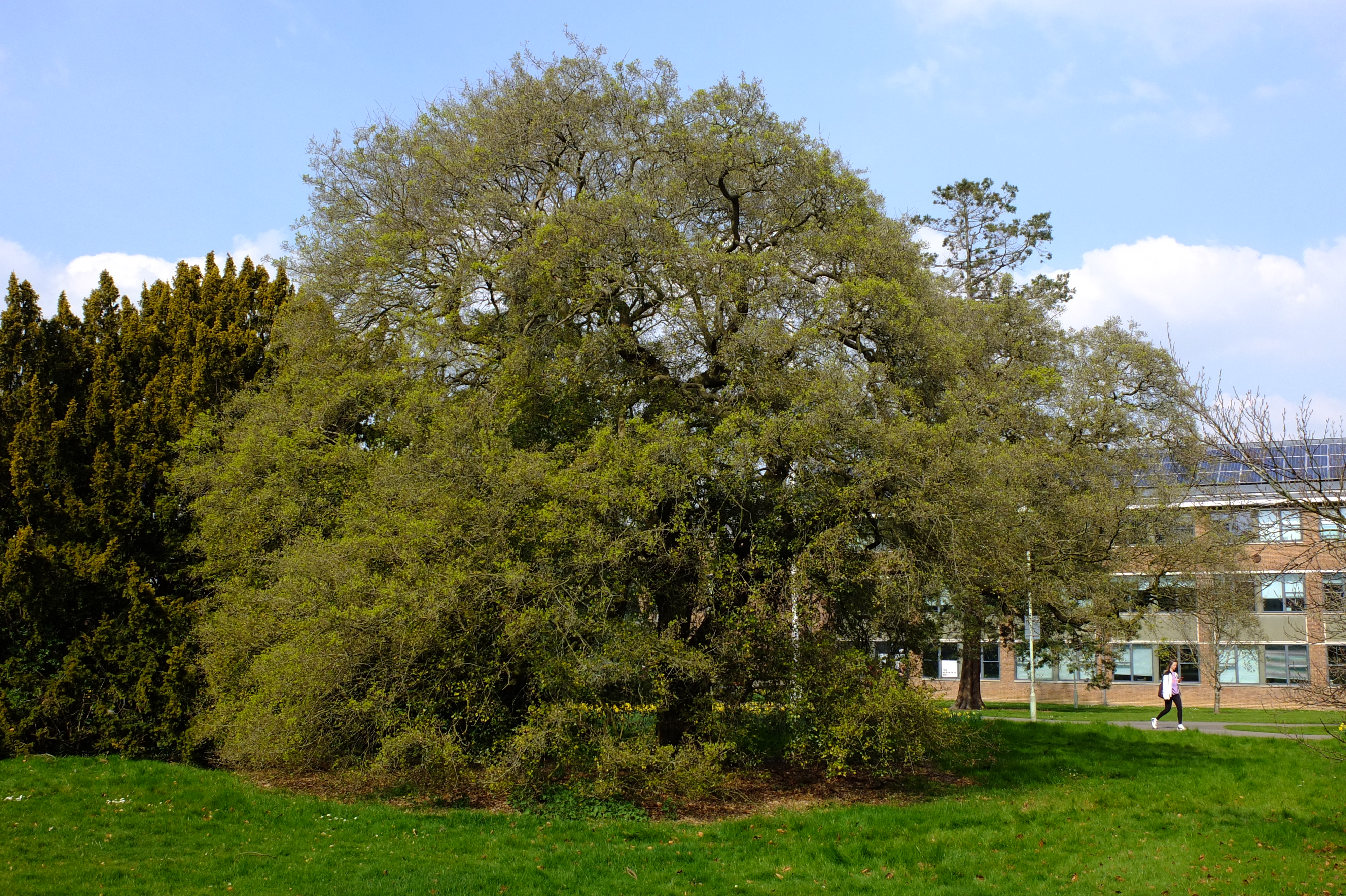 full-size image
