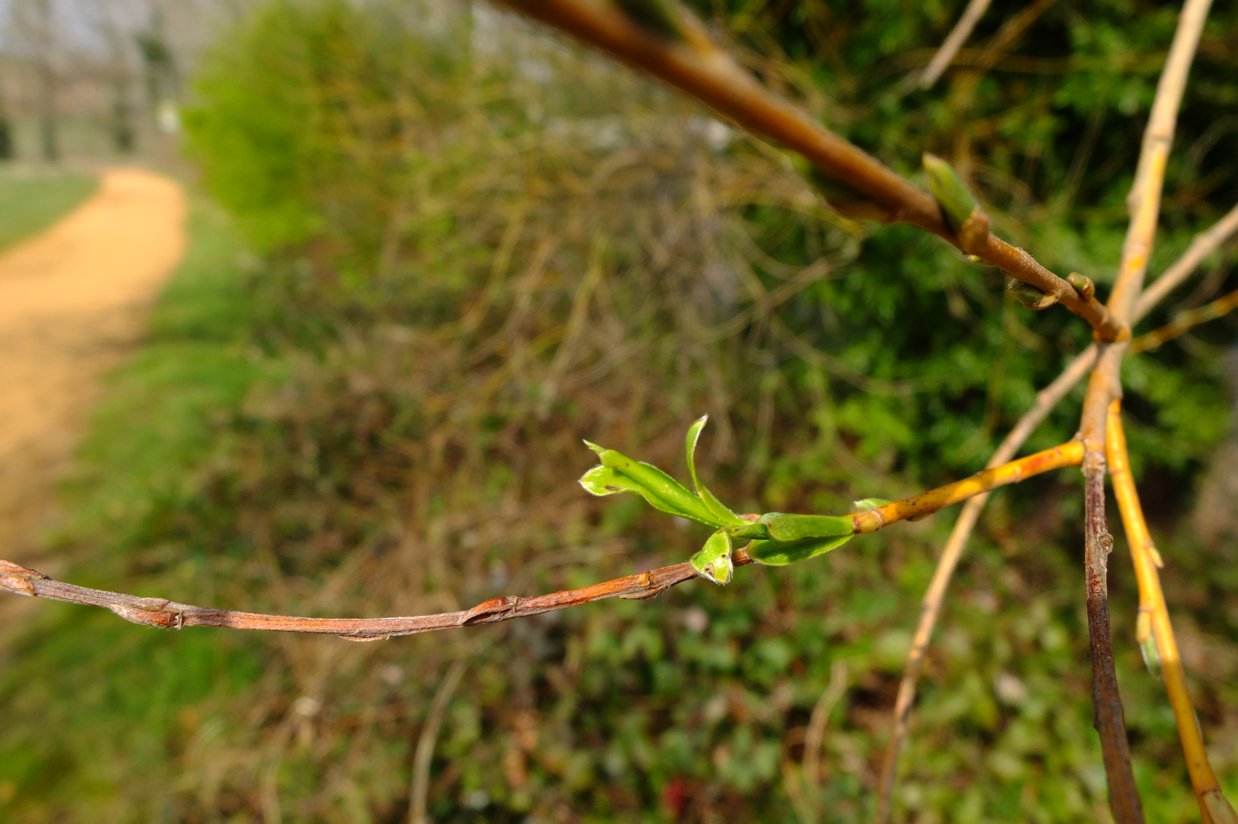 full-size image