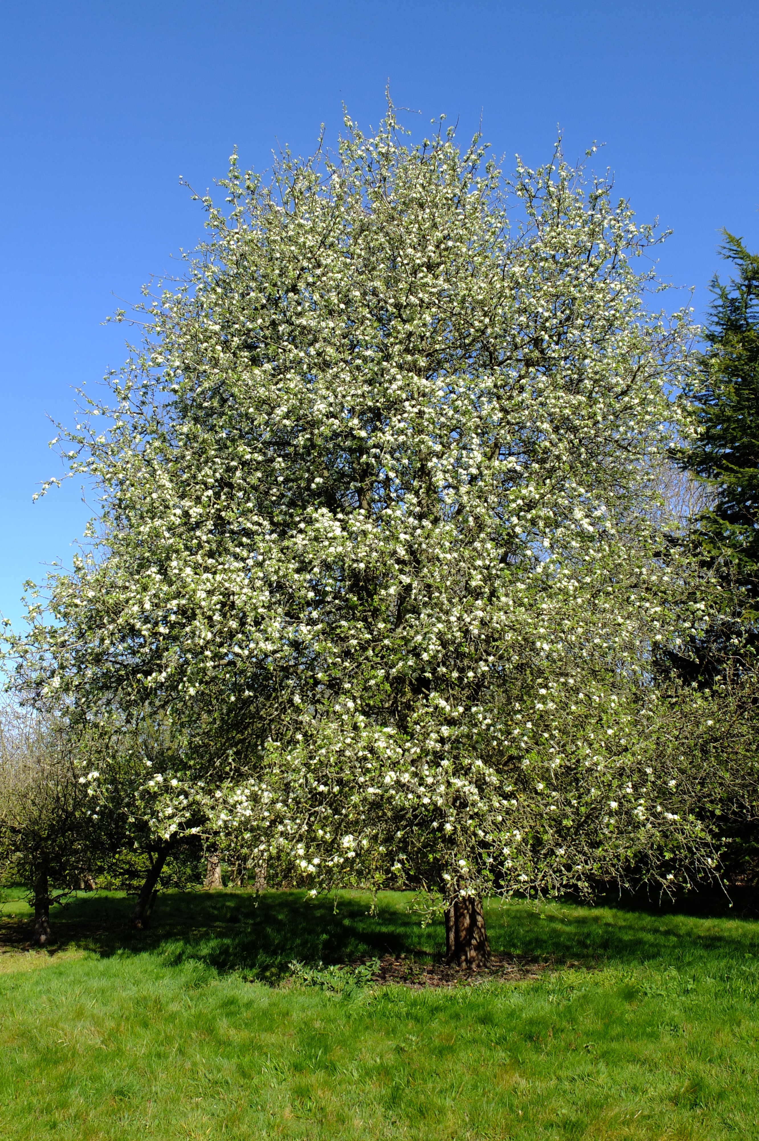 full-size image