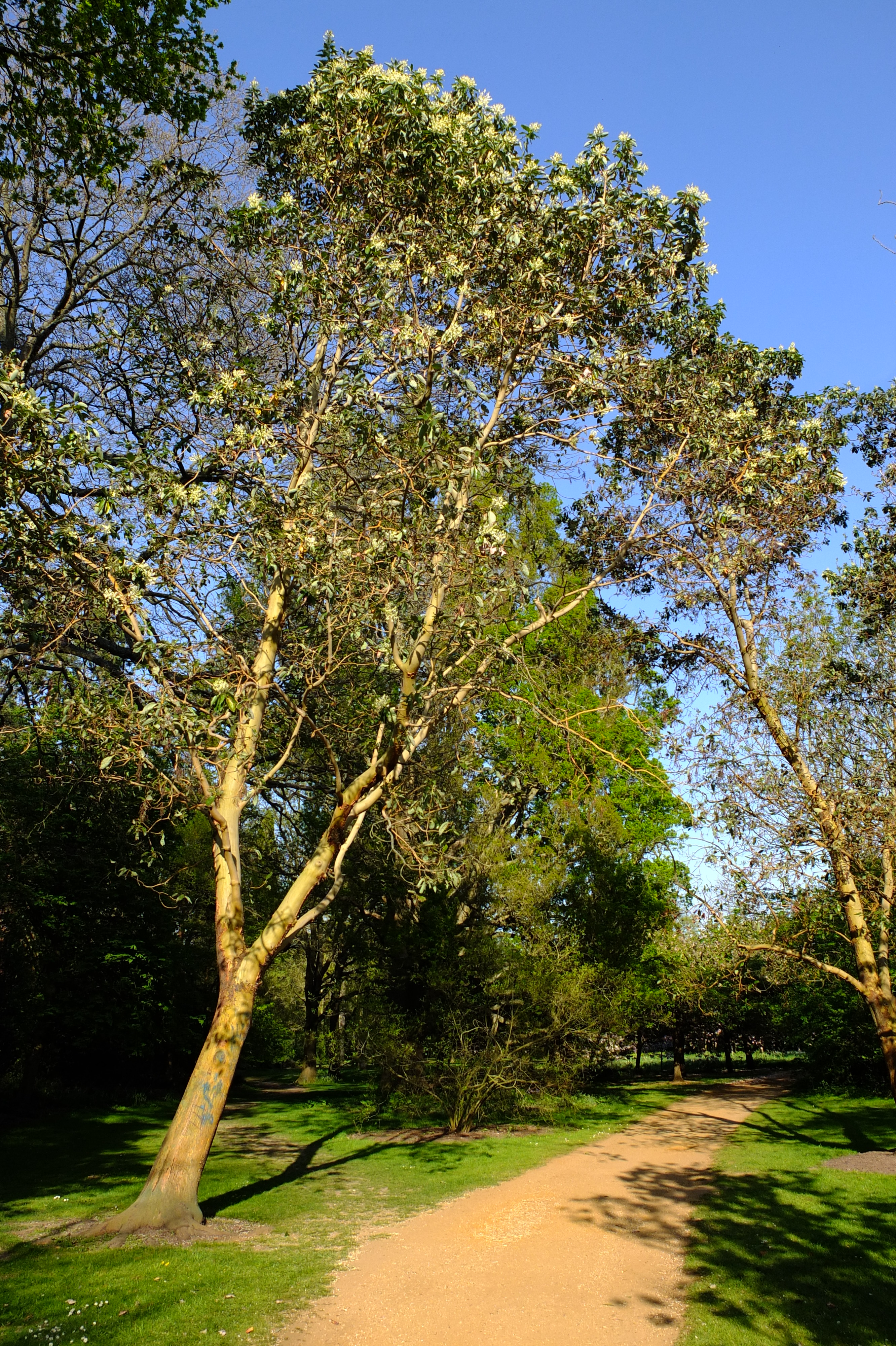 full-size image
