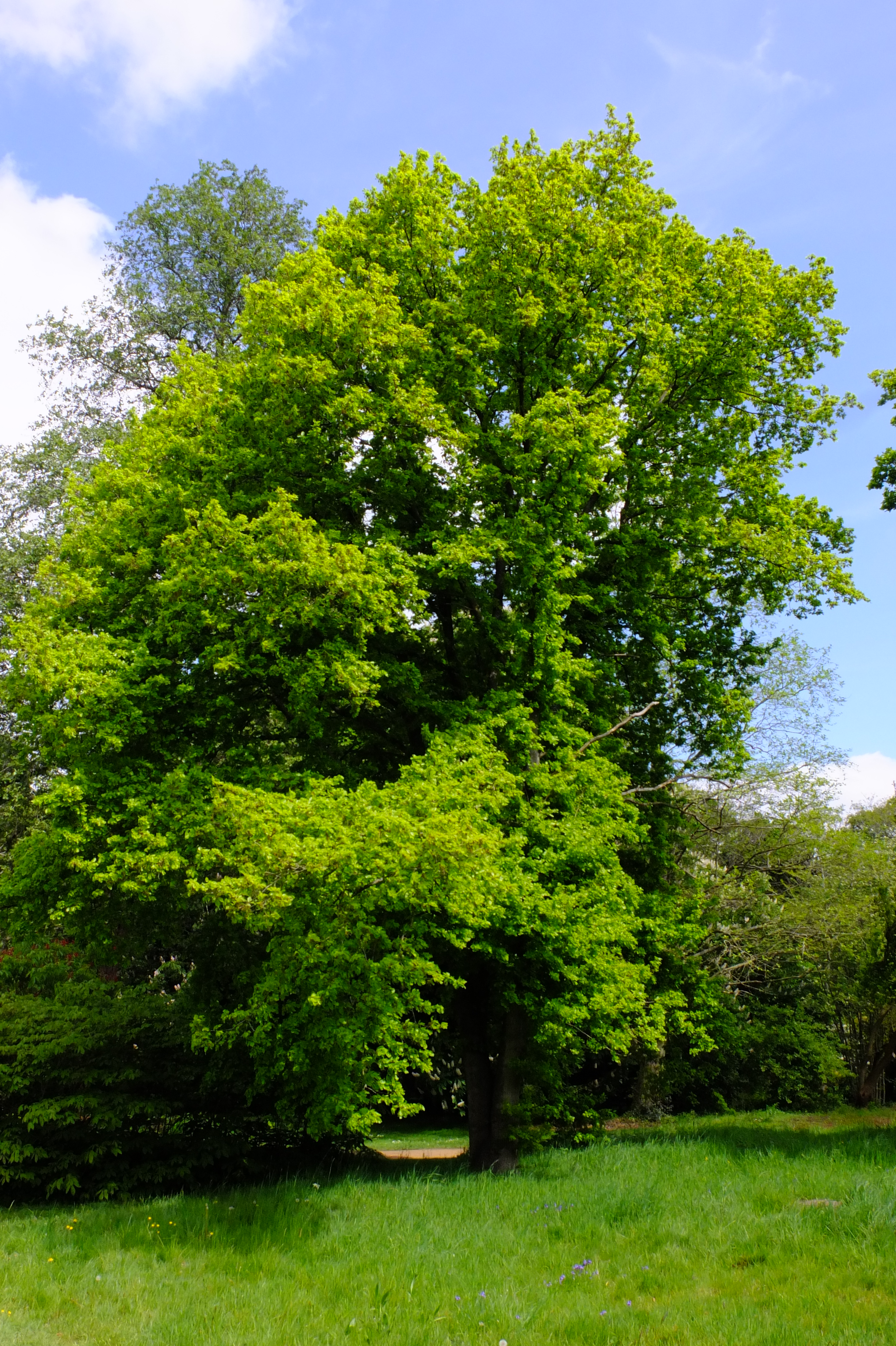 full-size image