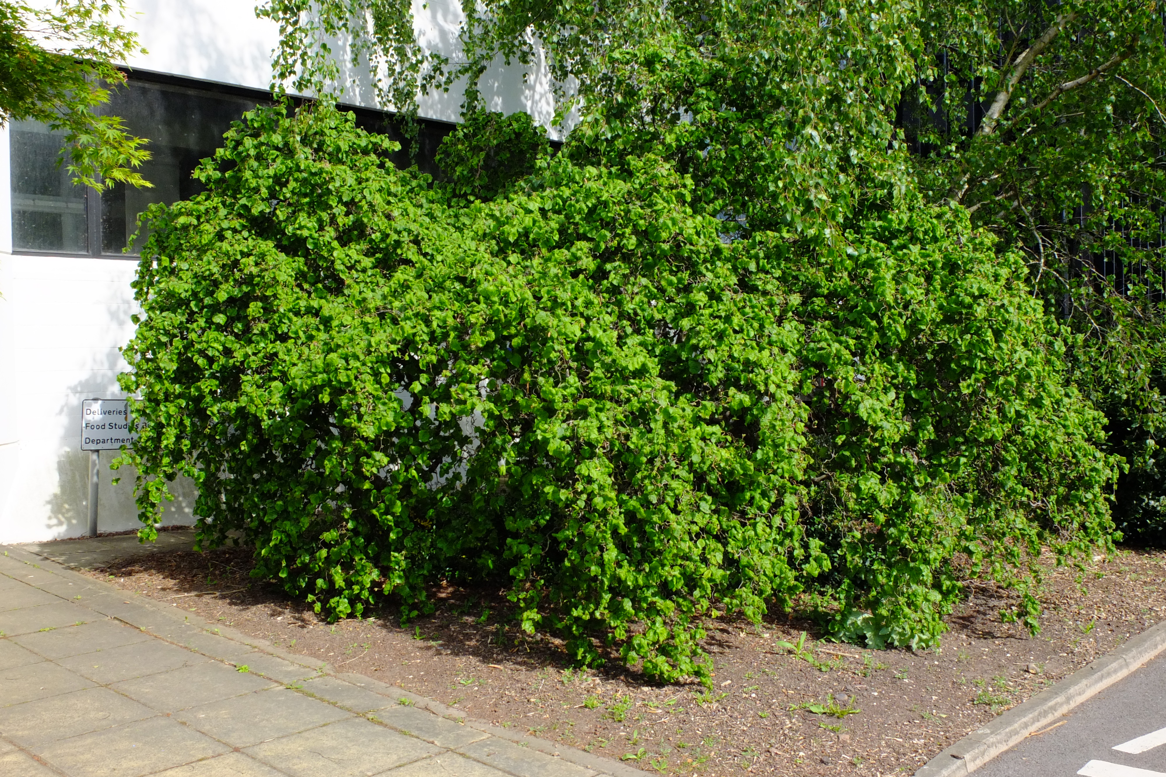 full-size image