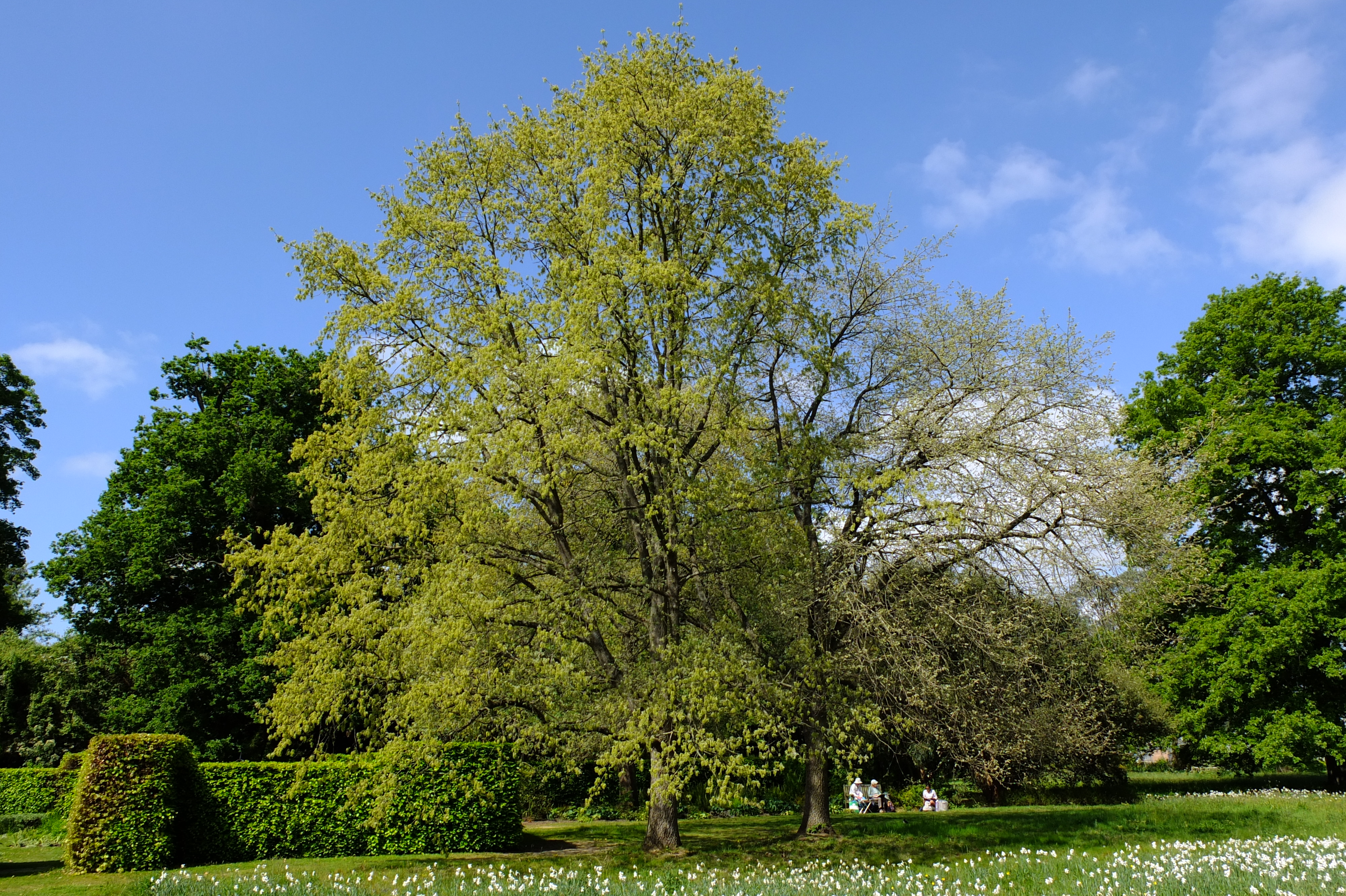 full-size image