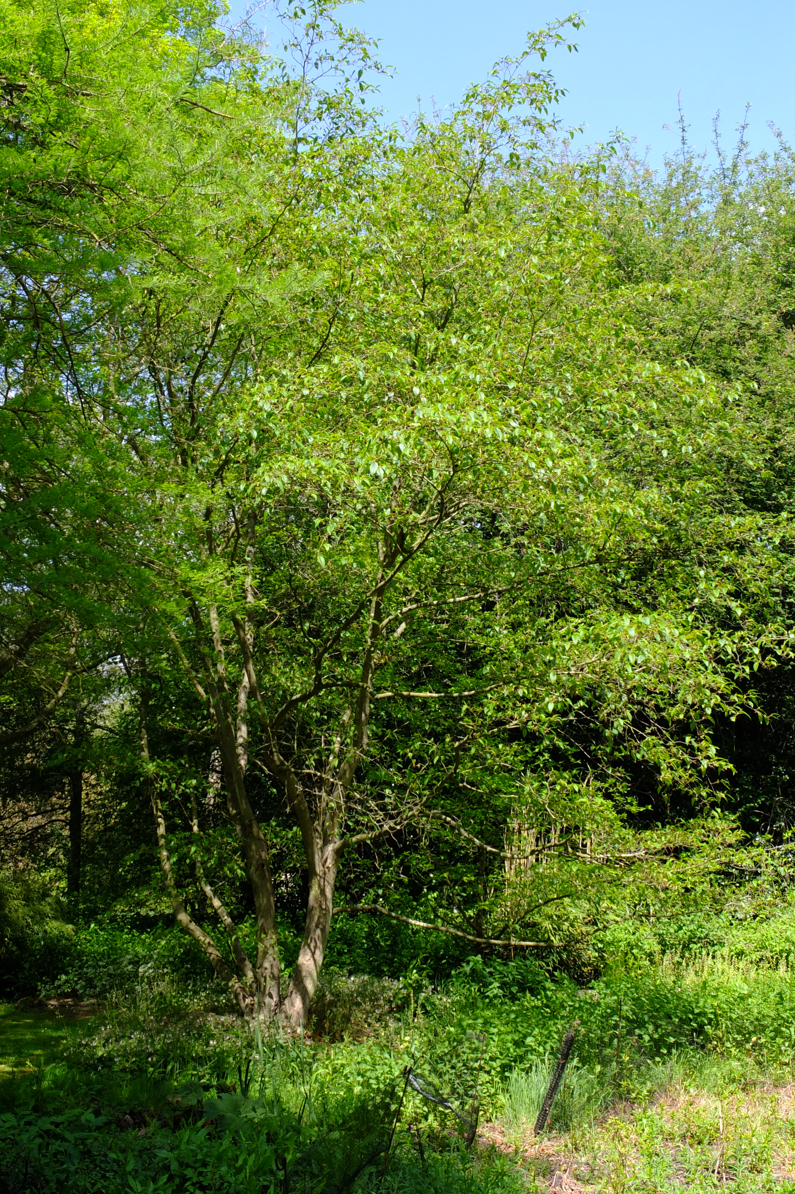 full-size image