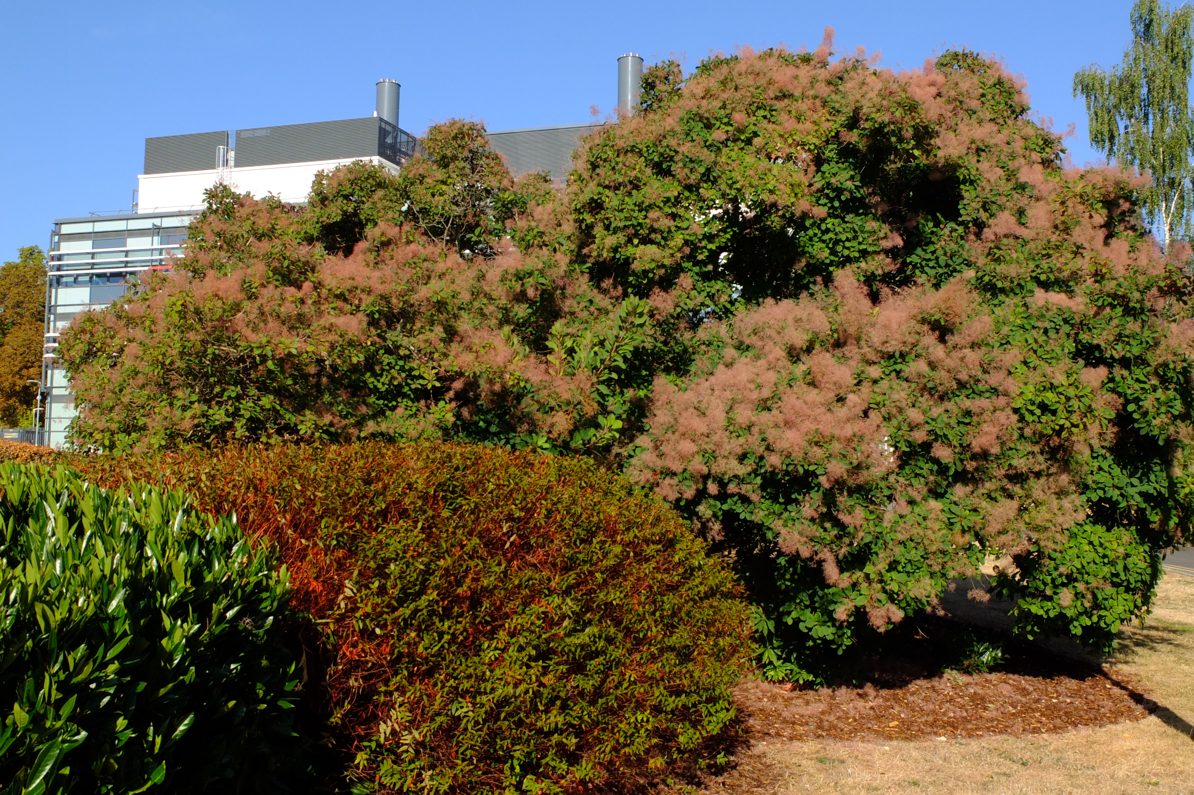 full-size image