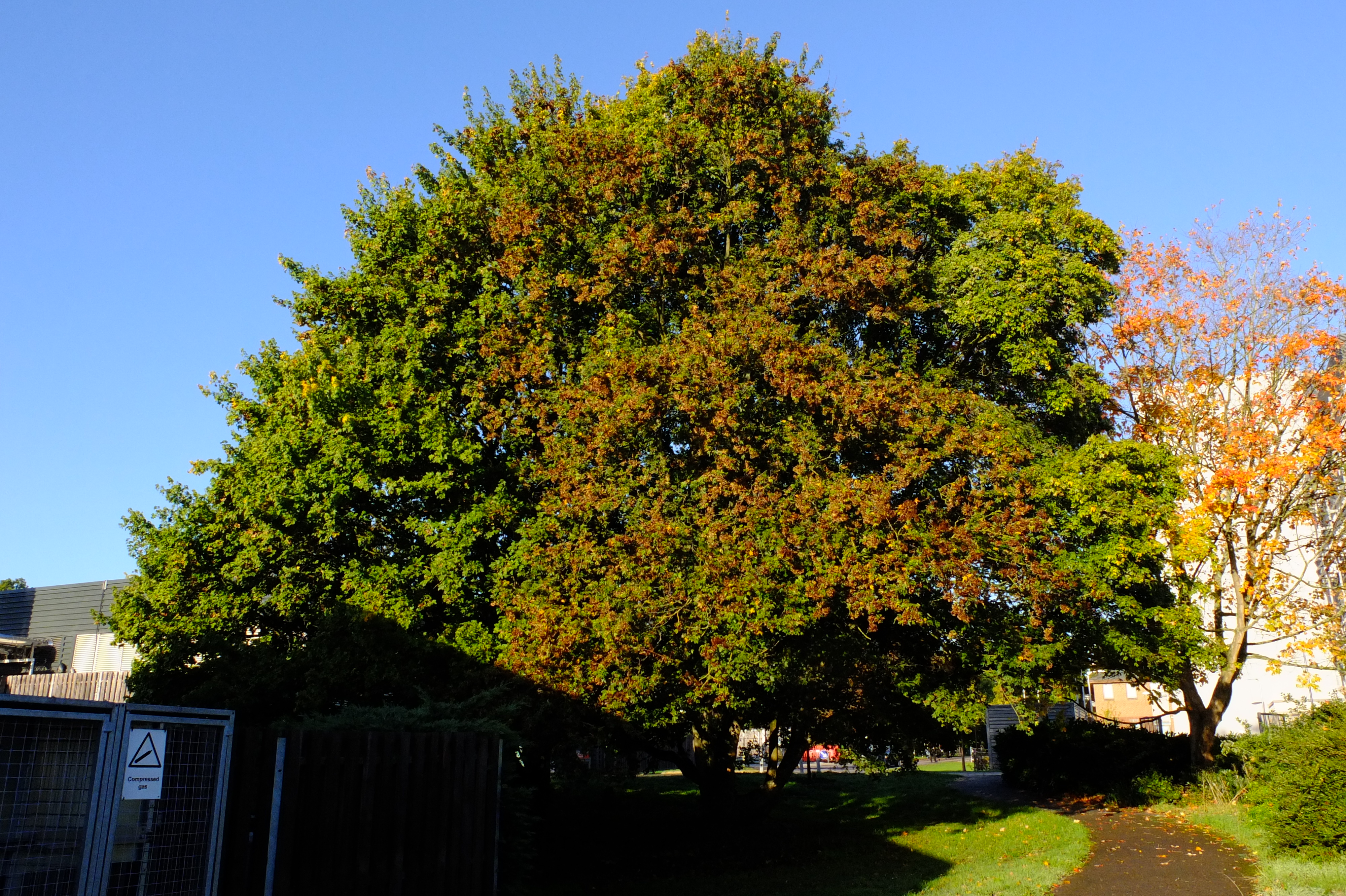full-size image